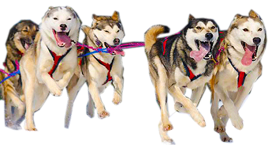 Dogs cooperatively pulling a sled together